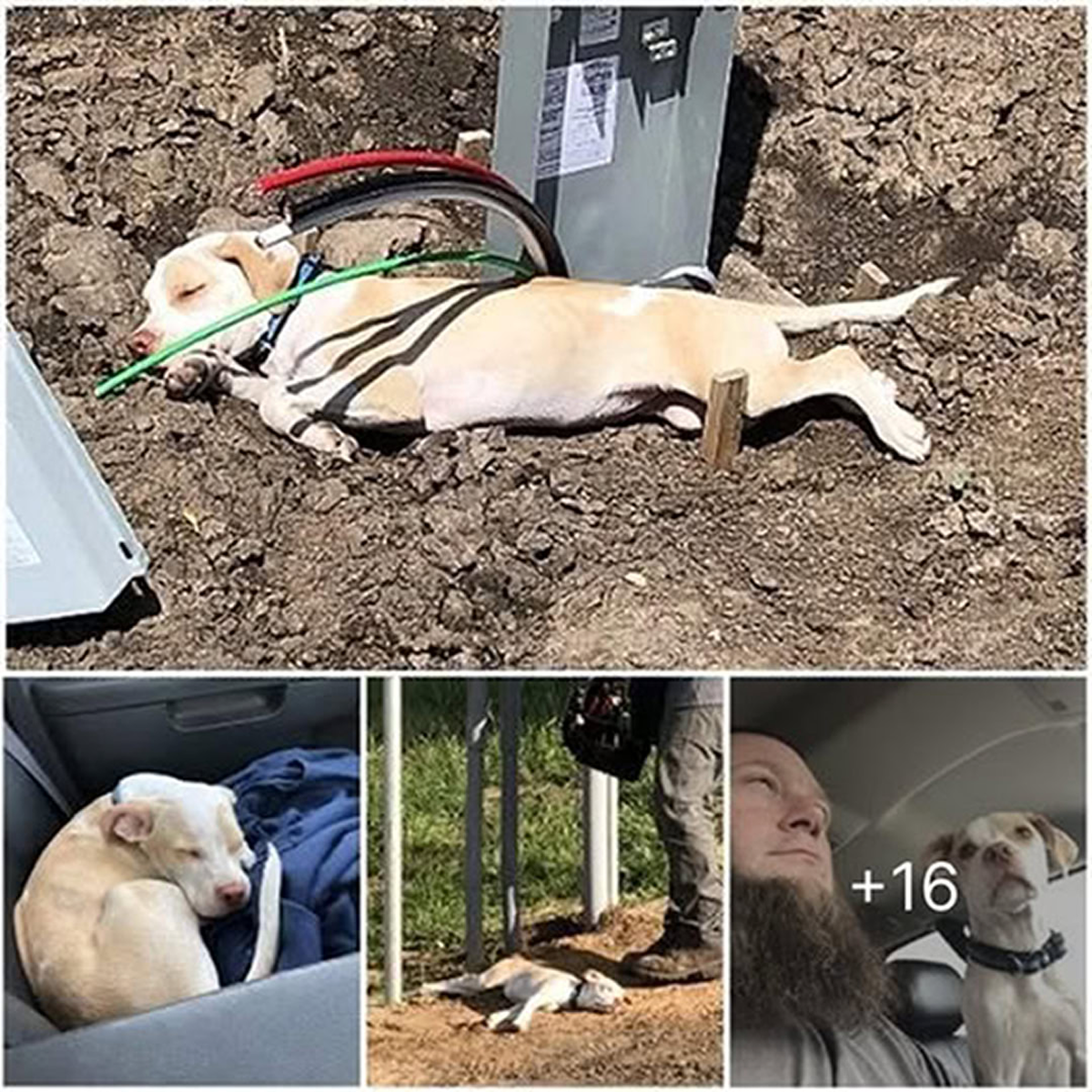 A lone dog trapped on a storm-battered bridge is saved just in time, stirring compassion and reminding us of the power of kindness.