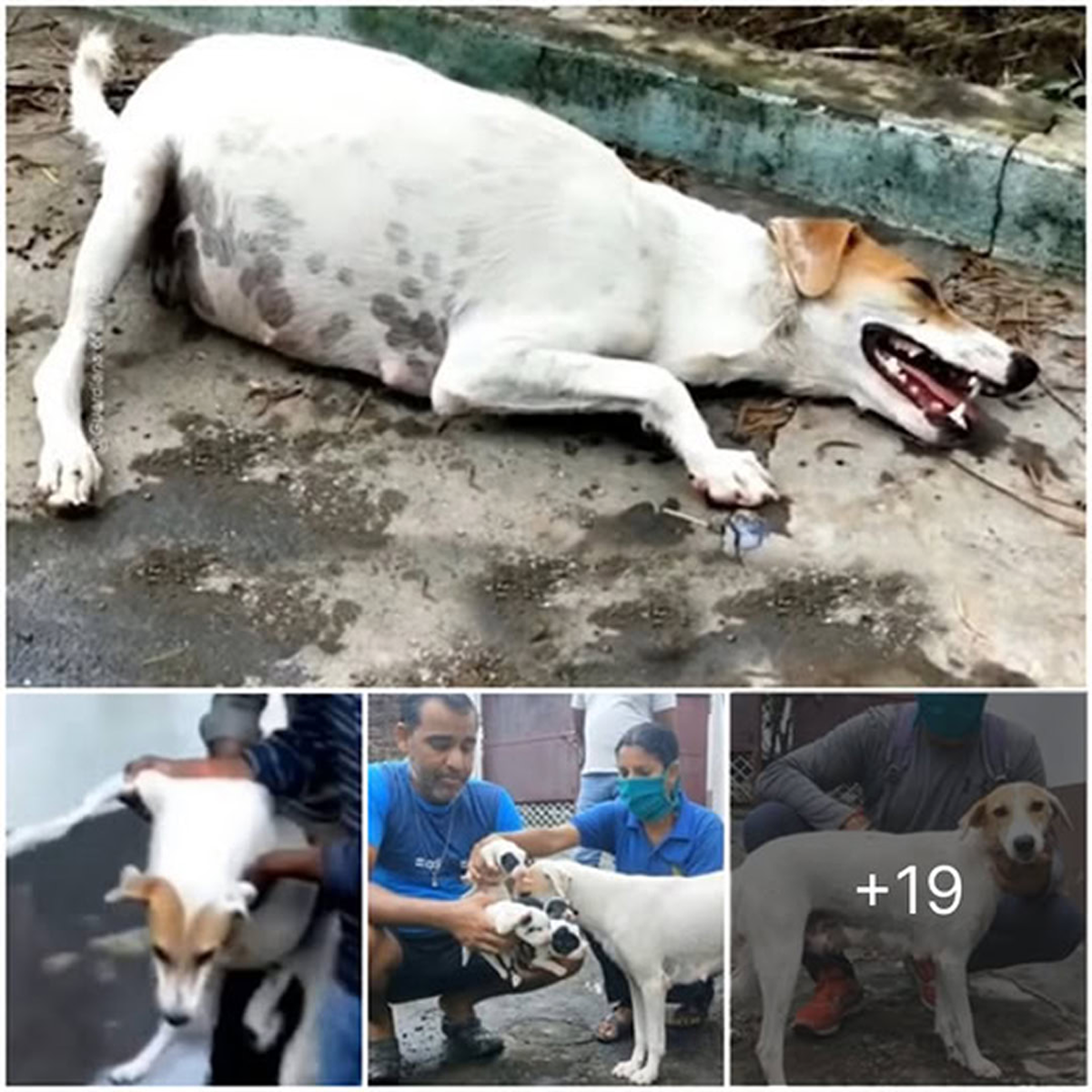 Weakened and weary, a pregnant dog collapsed by the roadside, her eyes silently pleading for compassion—holding onto a fragile hope that help would come-pvth