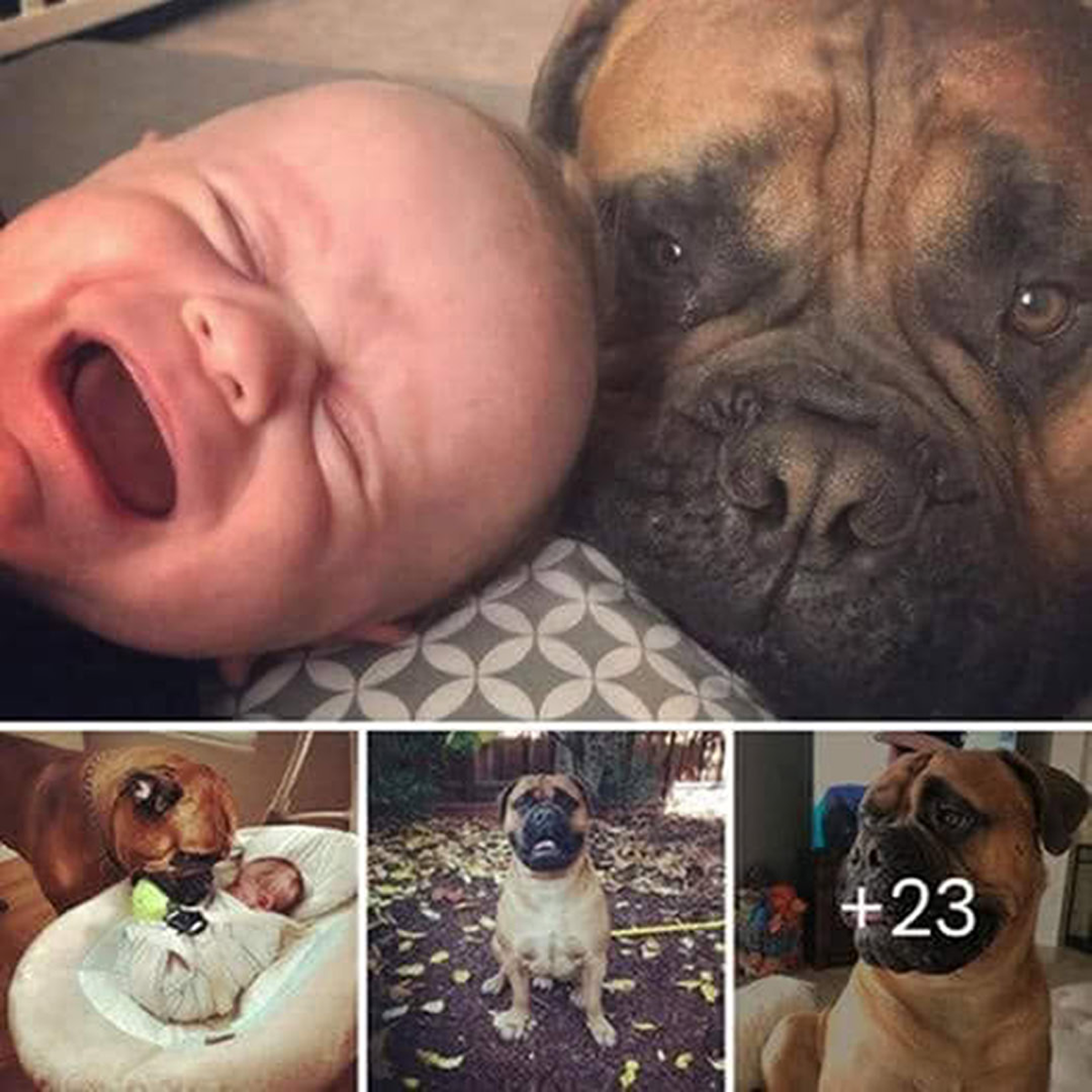 A loyal dog waits patiently at the doorstep every evening, his tail wagging with hope, believing today might be the day his owner returns-pvth