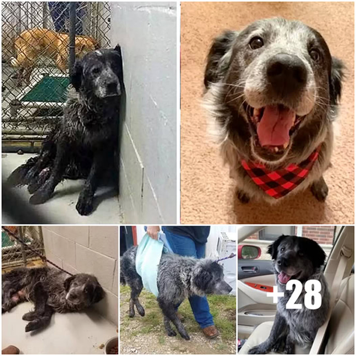 Shivering and alone, the abandoned dog gently melts into the arms of a kind stranger, finally feeling what it means to be safe and loved.