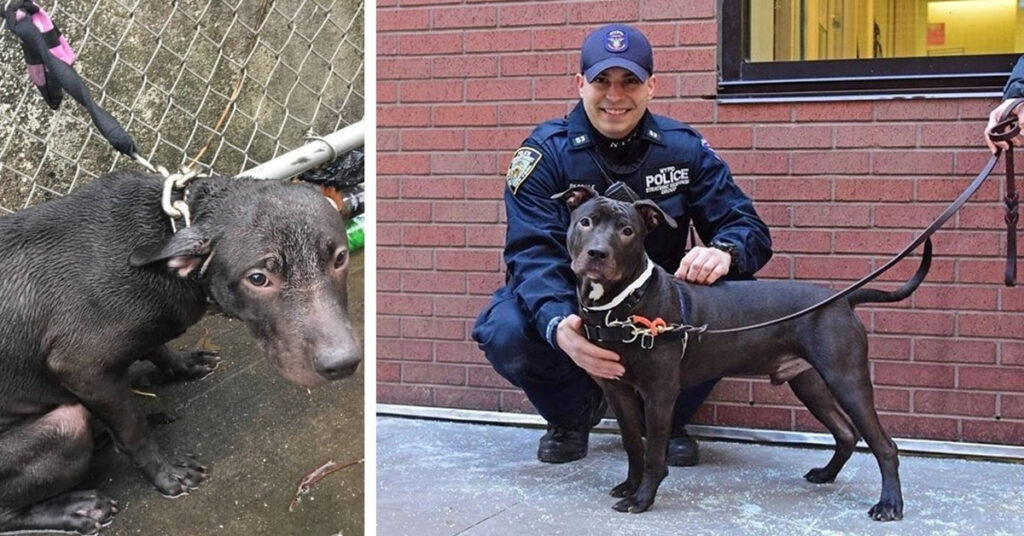 Officer’s Compassion Gives Abandoned Dog a New Beginning