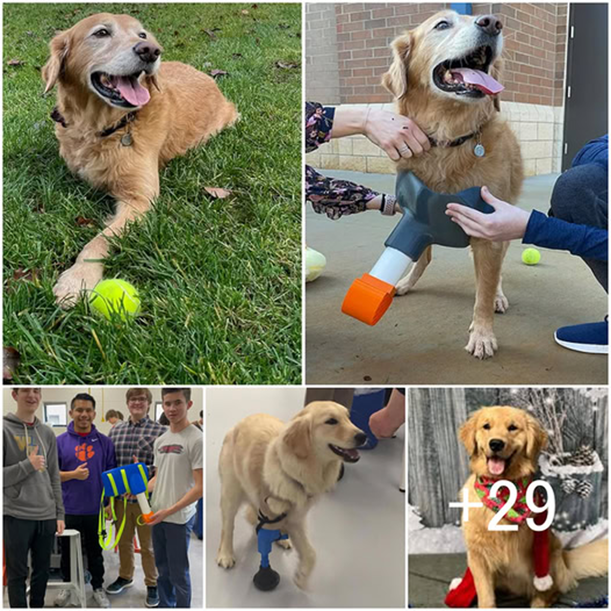 A kind-hearted team of students created a special prosthetic leg for their teacher’s disabled Golden Retriever, highlighting their creativity and compassion.