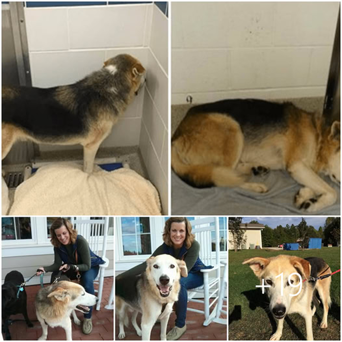 A neglected old dog, who used to gaze out sorrowfully from behind the shelter bars, has at last found the forever home filled with love he always dreamed of