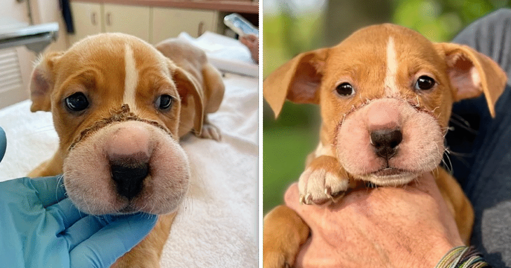 Puppy’s Muzzle Was Tied Shut With Hairband—Now She’s Healing and Thriving