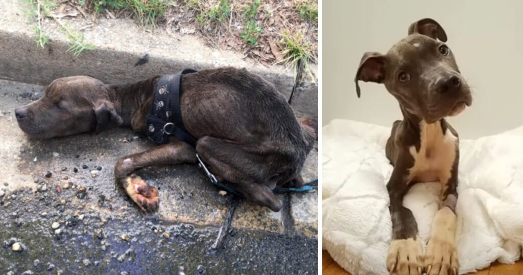 Left to Die in a Gutter, Shepherd the Puppy Fights Back with Unshakable Spirit