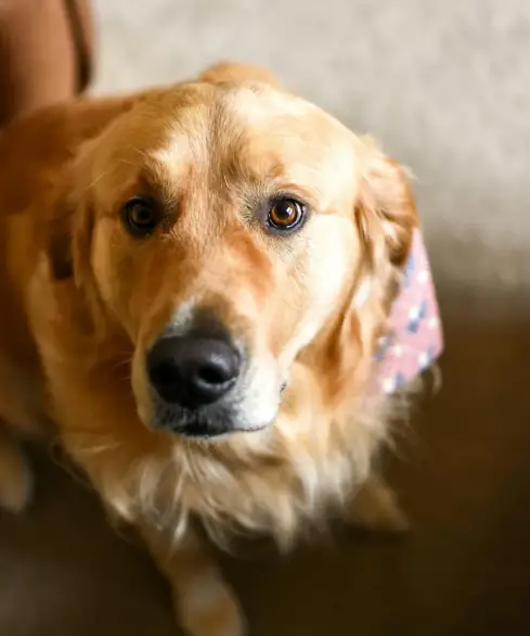 Family Almost Rehomed Their Golden Retriever for Barking at the Nanny — Until Hidden Camera Footage Revealed the Shocking Truth
