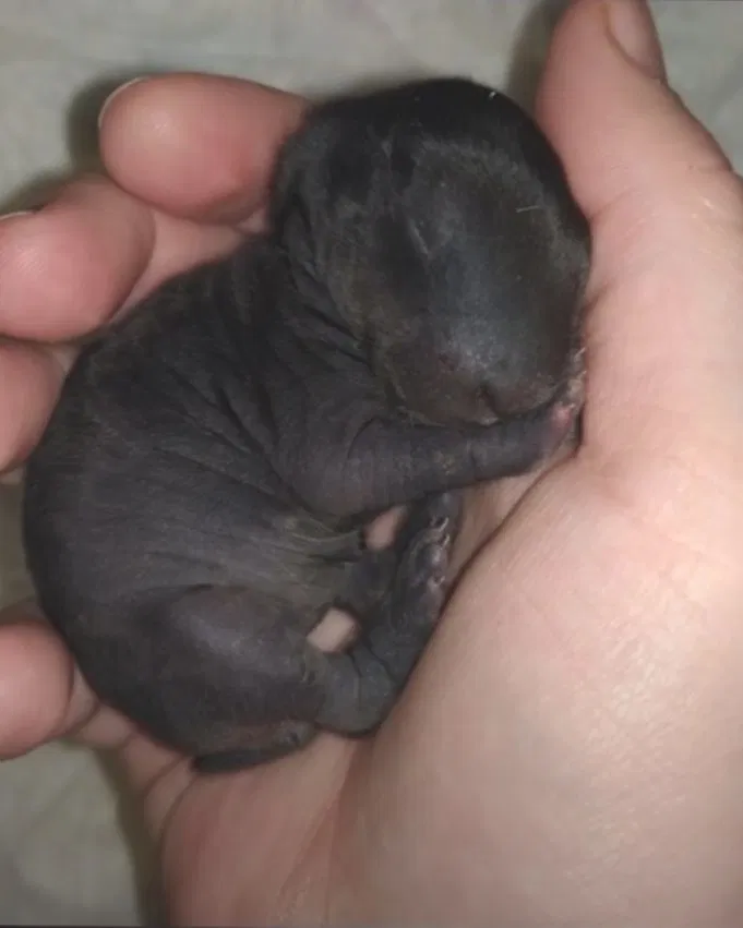 A man took an unusual creature home from the forest, but a year later, he was stunned by what it had become.