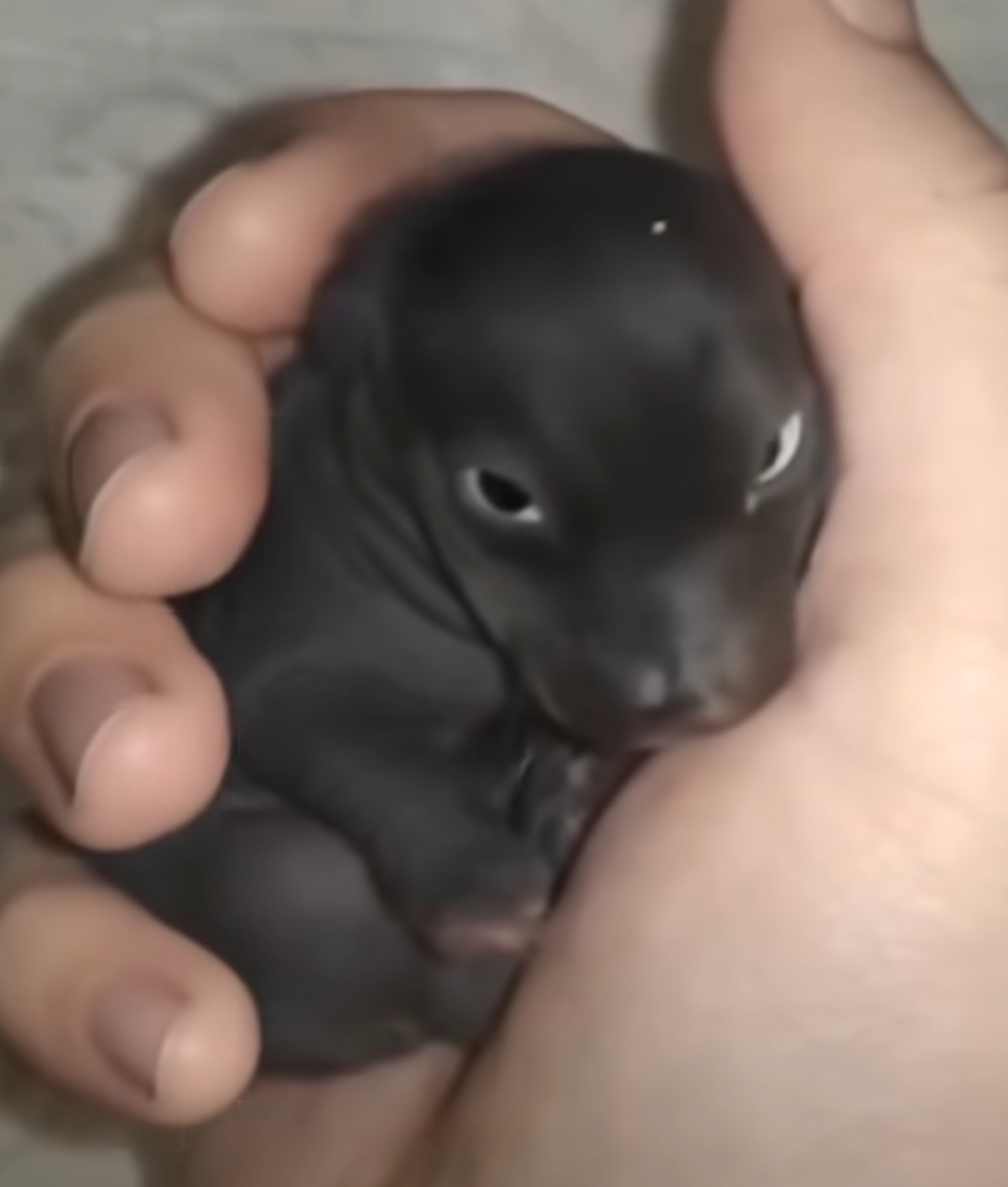 Man brought home a strange creature from the forest. A year later, he was sh0cked by what had grown out of it