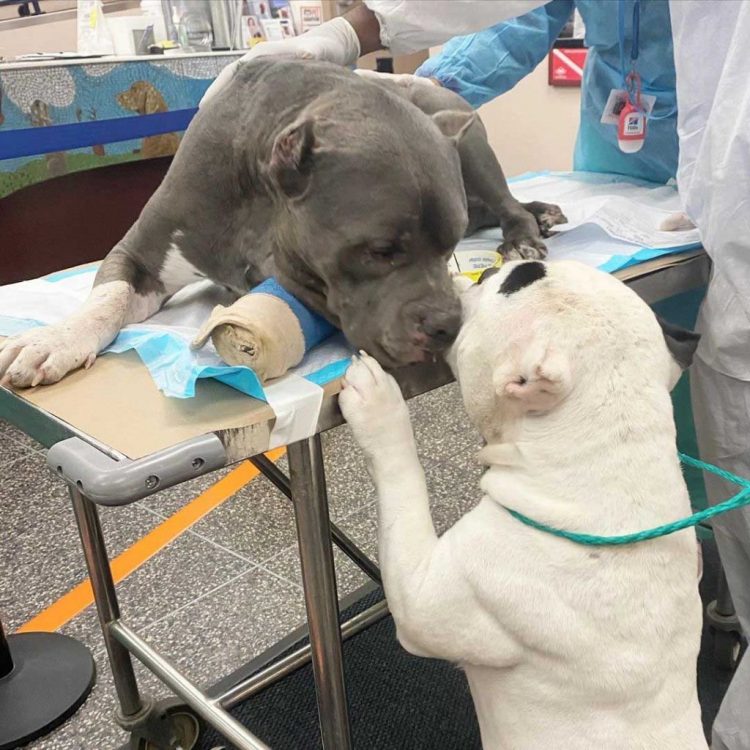 Two puppies comfort each other after witnessing the death of their beloved owner.