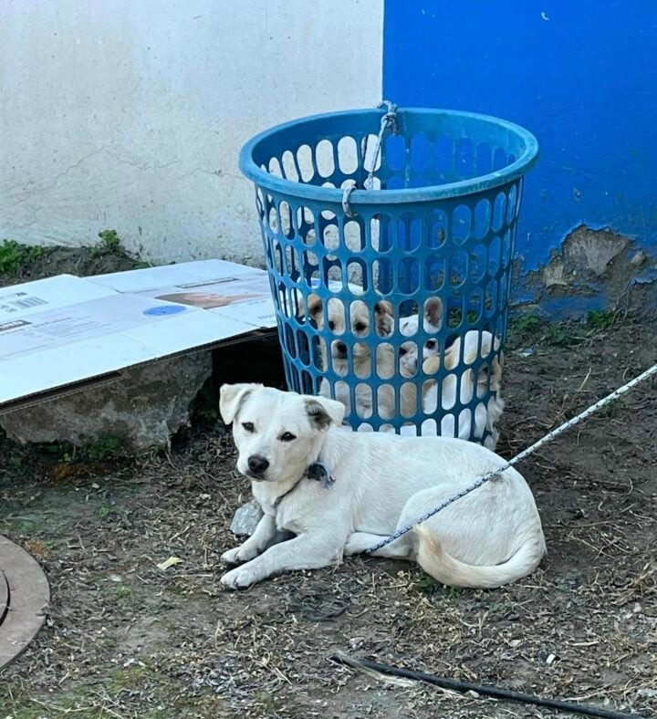 Woman Heartbroken To Find A Tiny Doggo Family Tied Together And Dumped In A Plastic Basket