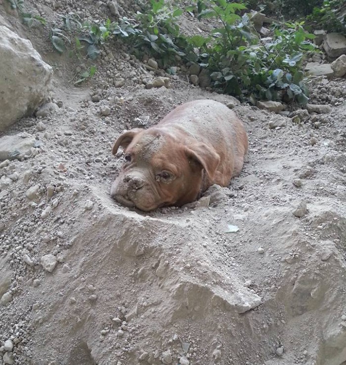 Man Rescues Bullmastiff Buried in Dirt from Imminent Danger.