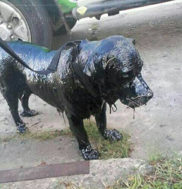 Dog was completely covered in tar — now his transformation is stunning everyone