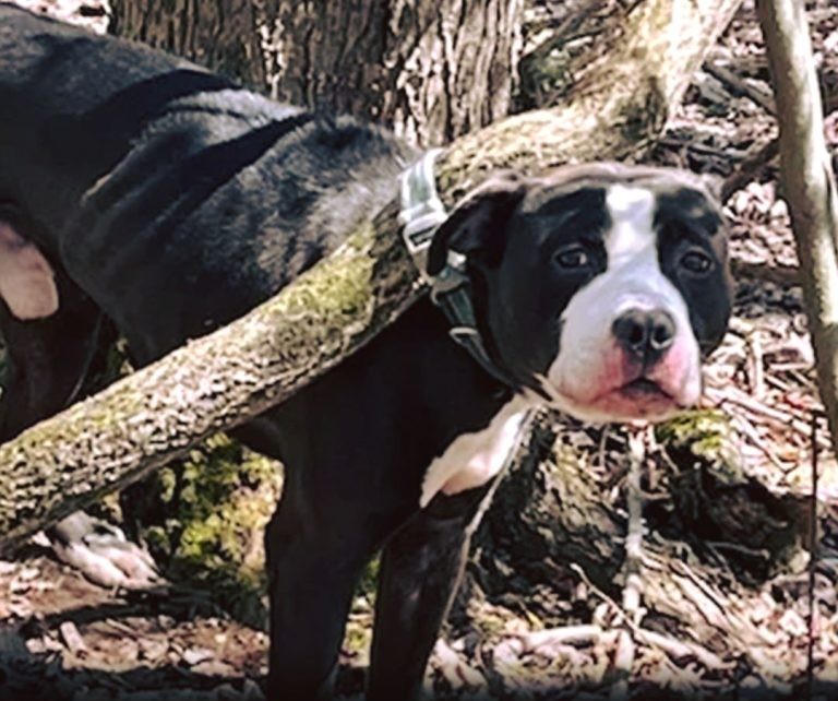Tearjerking update on Obie, the abandoned dog who was found tied up to tree
