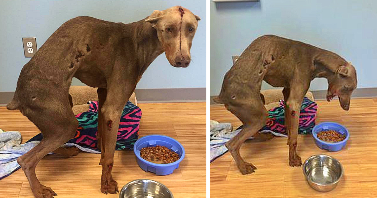 Rescued Doberman Spencer Heals and Finds Joy in New Forever Home