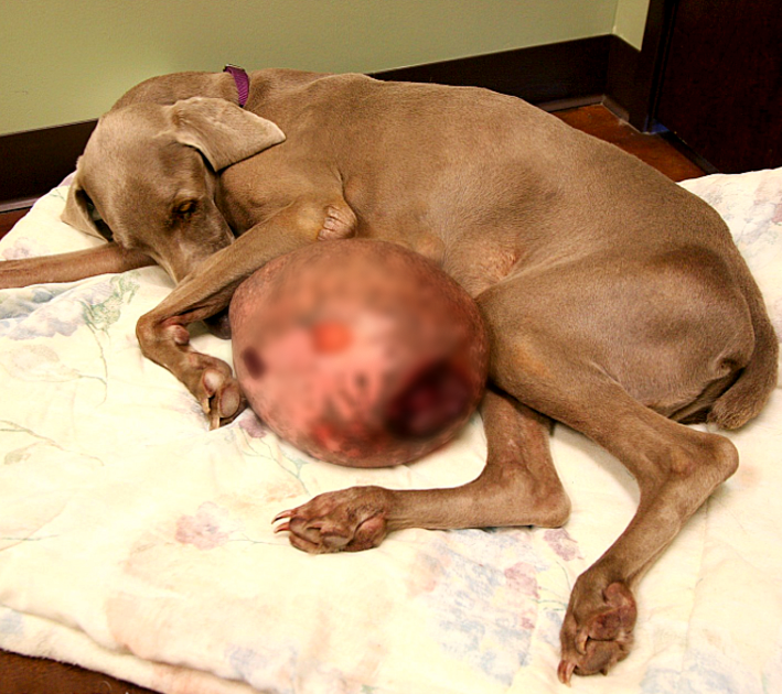 A rescue team saves a Weimaraner carrying a massive 12-pound tumor.