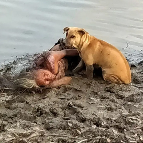 Sᴛʀᴀʏ Dogs Protect Bʟɪɴᴅ Eʟᴅᴇʀʟʏ Woman Sleeping Found Asleep In The Mud By A River