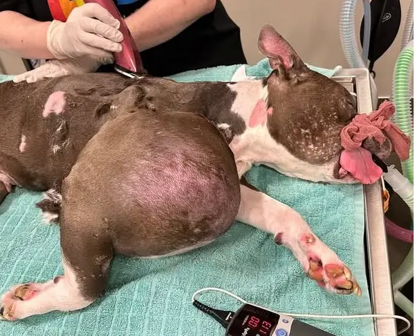 Animal shelters do incredible work