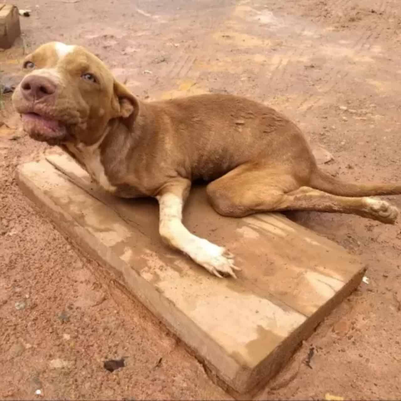 Disabled Dog Abandoned by Roadside Finds Love and a Forever Home