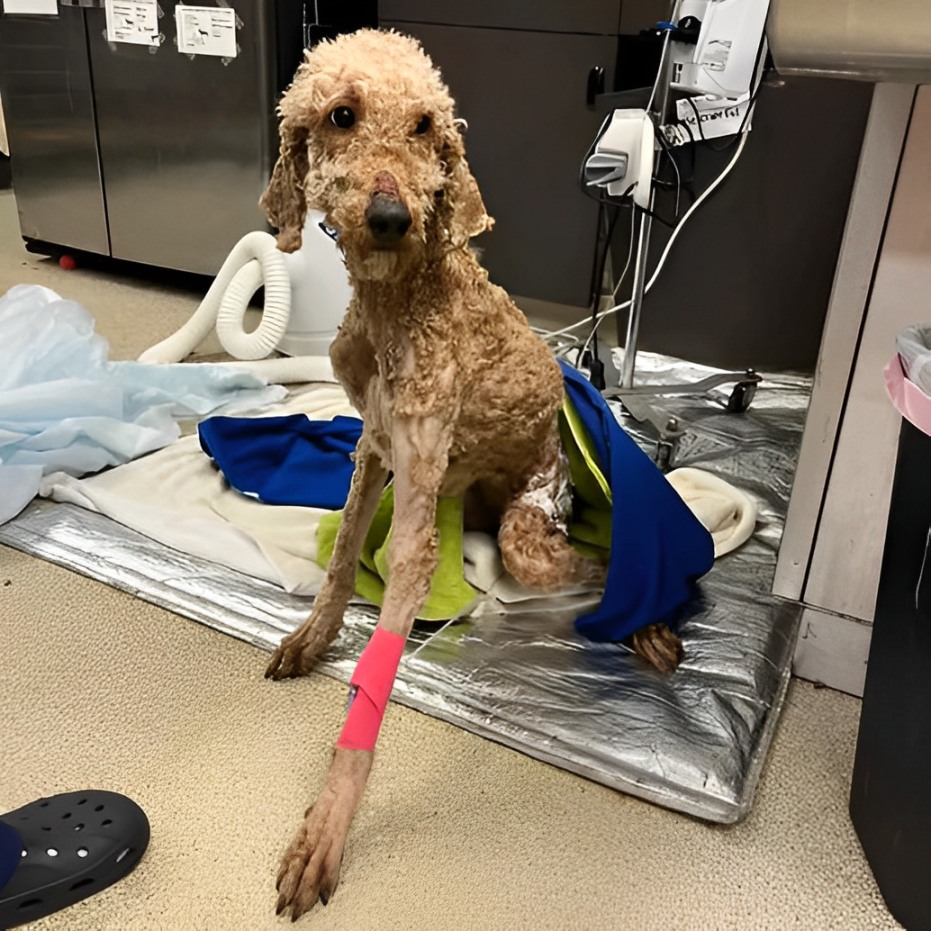 Believe It: Neglected Ripley Found Tied Up and Abandoned