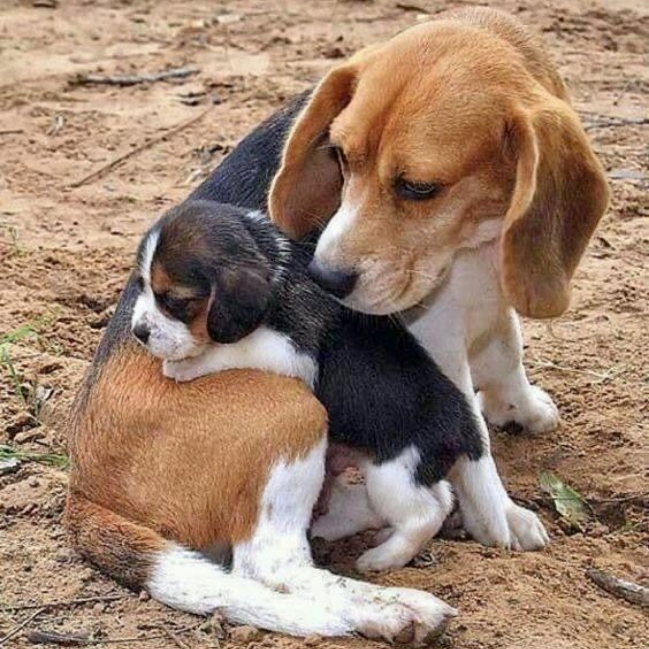 A Beagle Mother’s Love: Warmth, Protection, and Lifelong Lessons