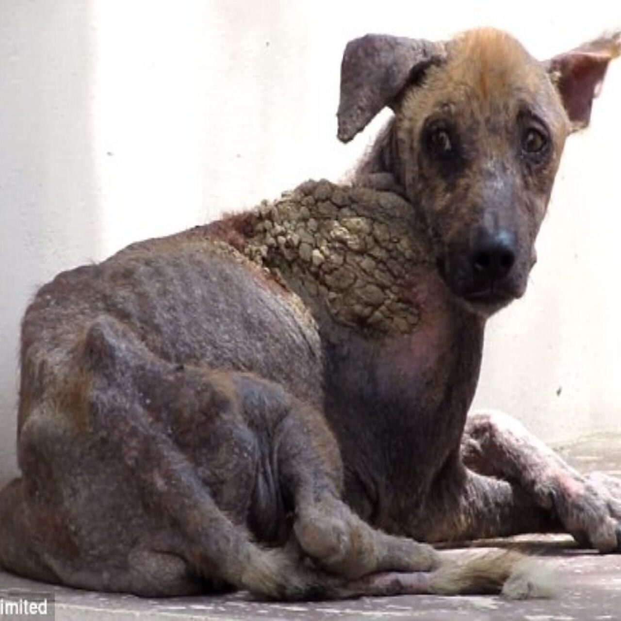 From Street Struggles to a Happy Home: Stray Dog’s Incredible Transformation After Rescue