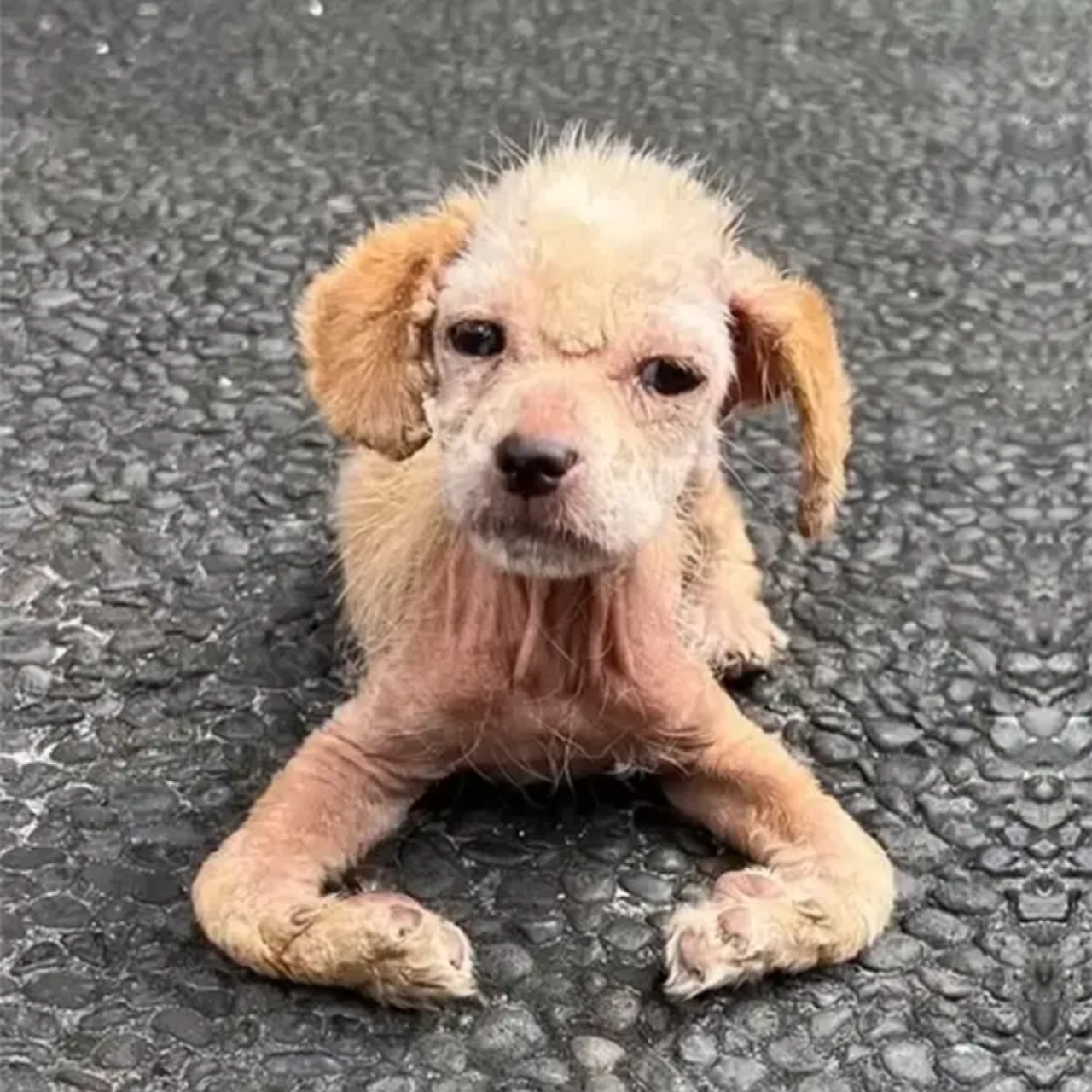 Ayla’s Amazing Transformation: From Despair to Delight