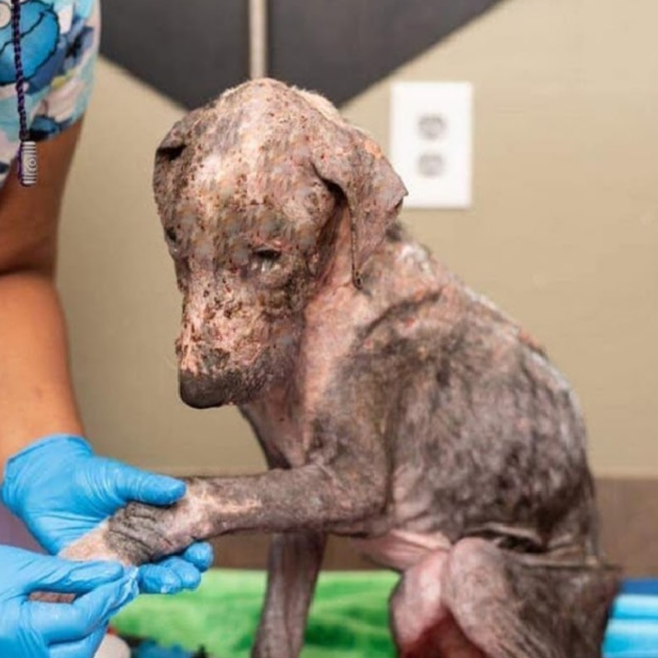From Streets to Sunshine: Thomas the Puppy’s Incredible Transformation