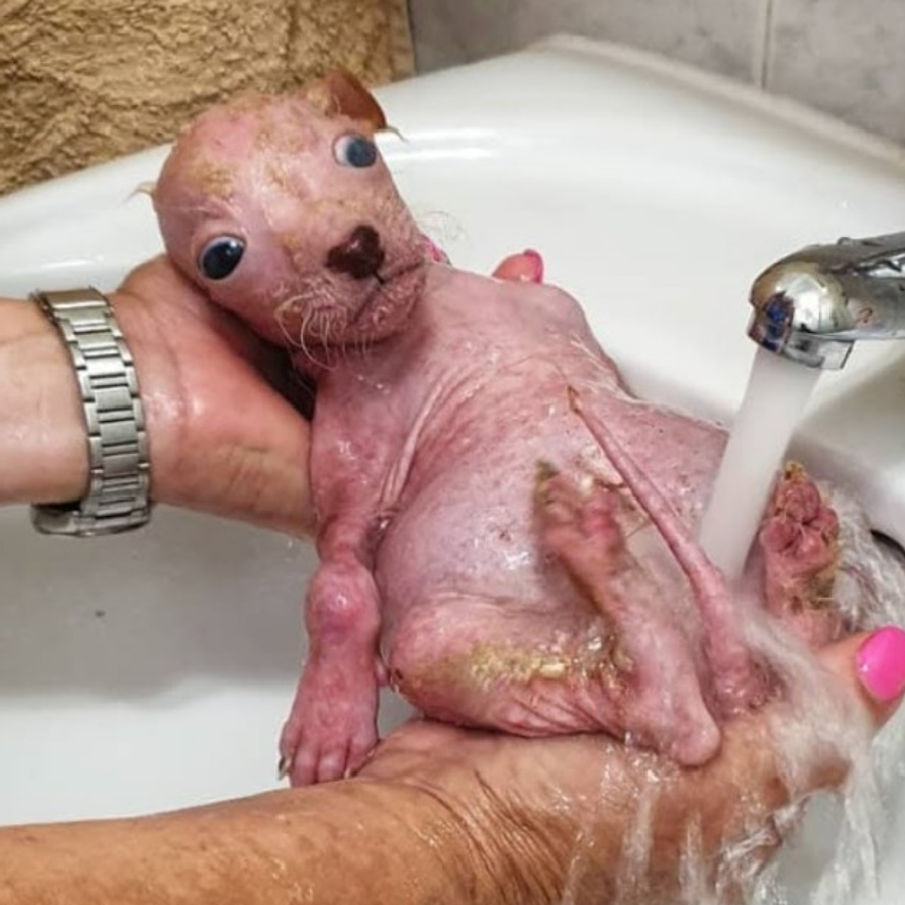 Rescuing Moka: From Darkness to Hope