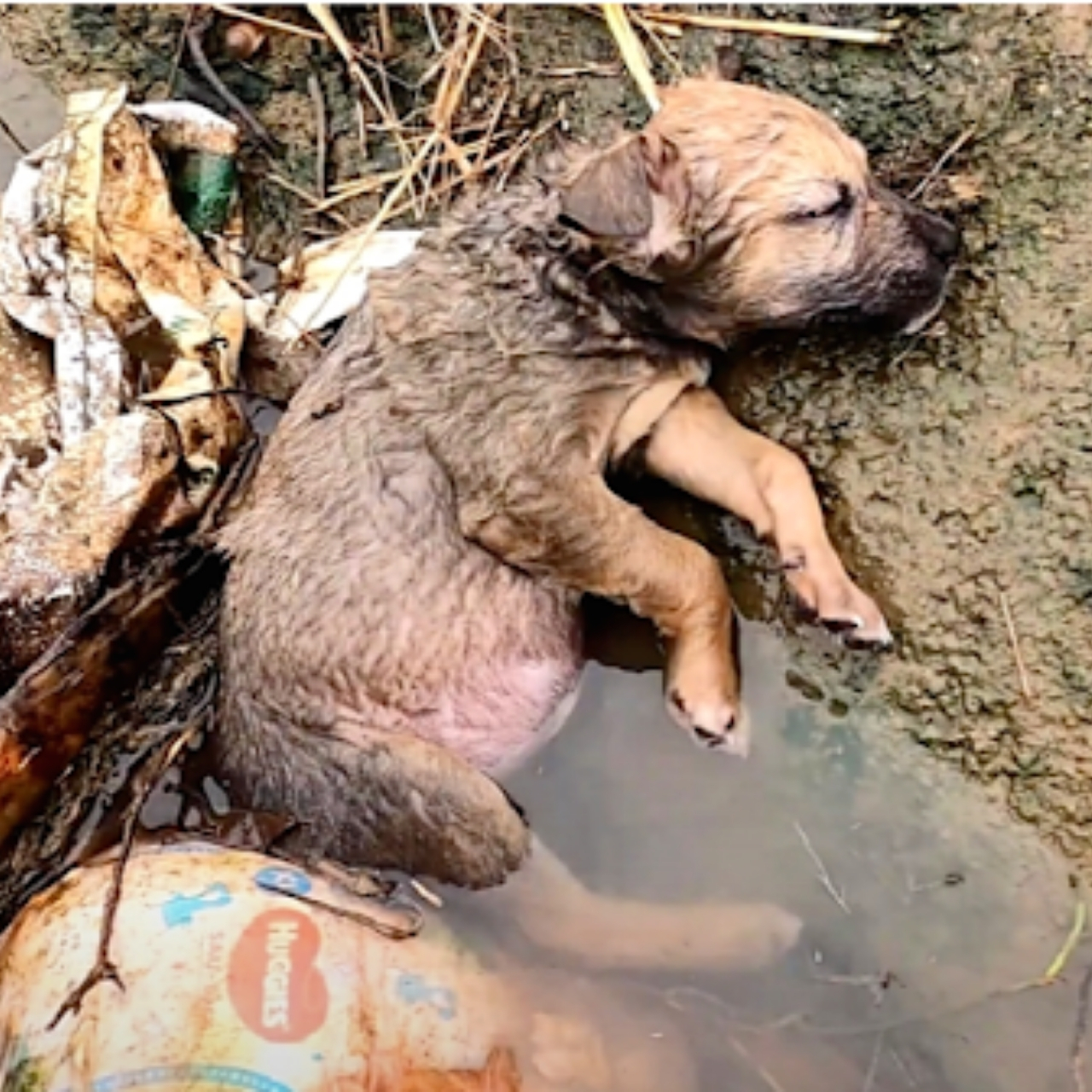 From Despair to Joy: Rescuers Save Puppy Left for Dead in Ditch