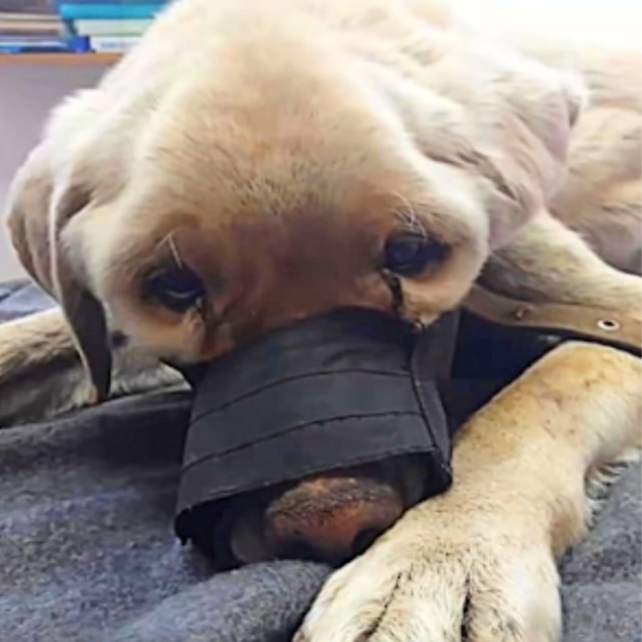 A Dog’s Heartbreaking Wait Ends in a New Beginning
