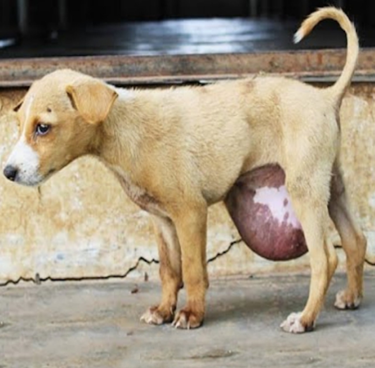 Tiny Street Puppy Found With Massive Hernia Gets a Life-Saving Surgery