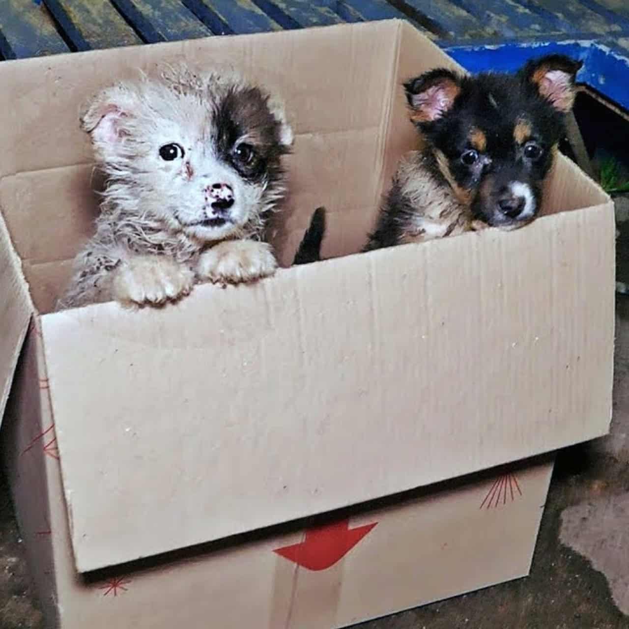 Abandoned in a Box, Leia and Mia Find Love and a Forever Home