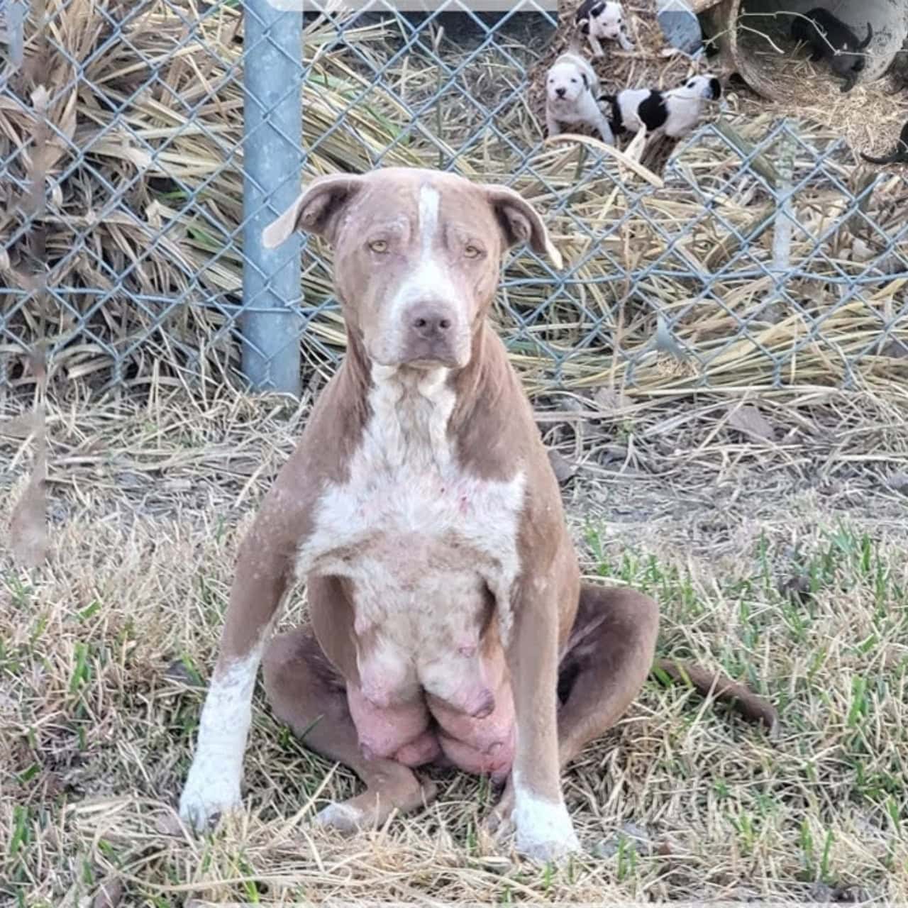 Fairlane’s Journey: A Mother’s Unwavering Love and Triumph