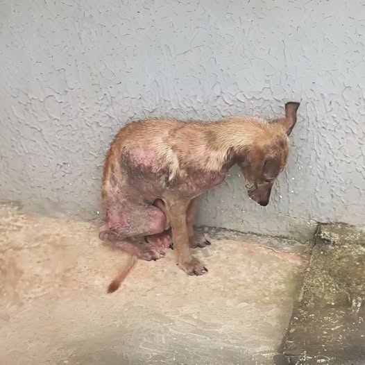 She crouched against the wall in fear, she begged the owner not to leave her there
