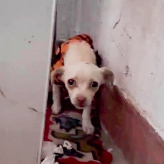 Hopeless Pup Trembling And Hiding In The Corner Desperately Longing For Her Lost Owner