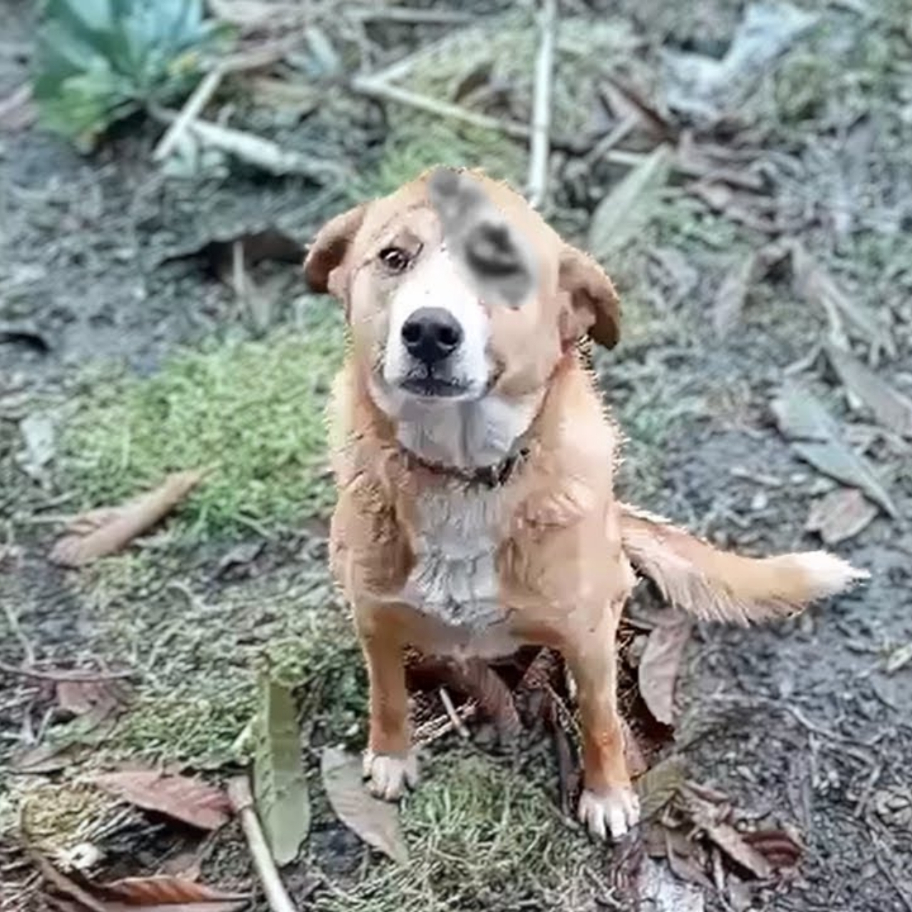 Resilient Dog Seeks Help and Finds a New Beginning