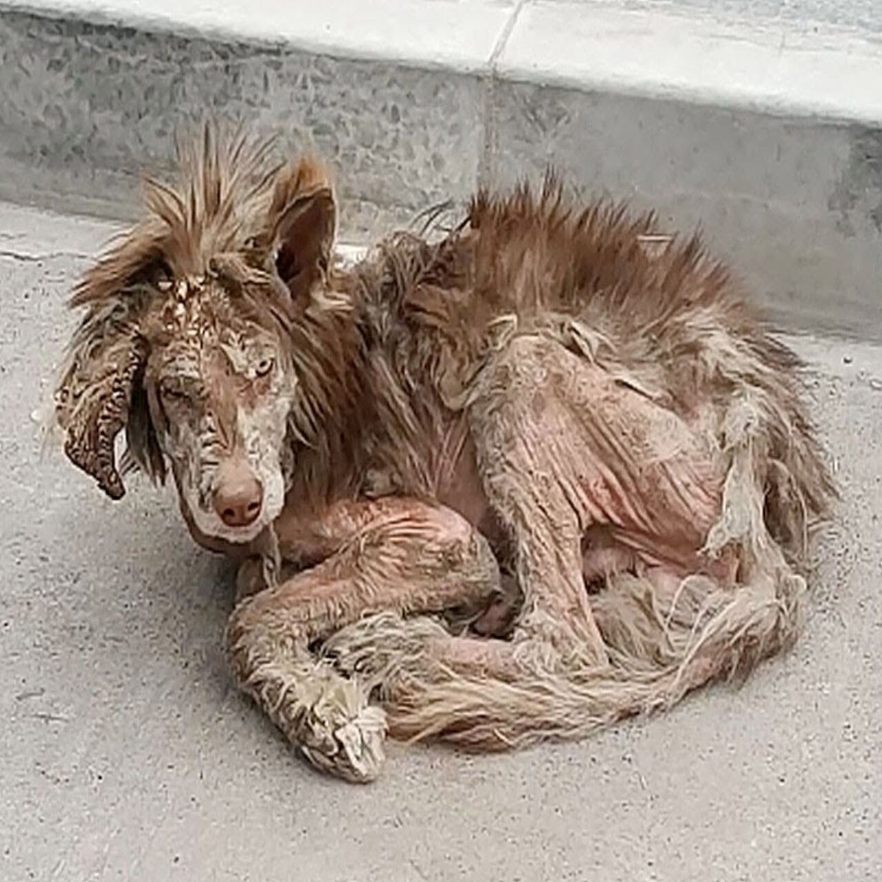 Frоm Despair tо Jоy: Τhe Red Alaskan Dоg Whо Fоund Hоpe Again