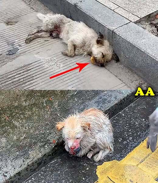 A paralyzed stray dog clenched a hard piece of bread in its mouth, refusing to let go — its only food.