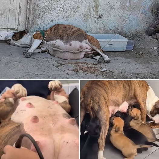 Rescued from Neglect: Kasi’s Journey from Abandonment to a New Life of Hope