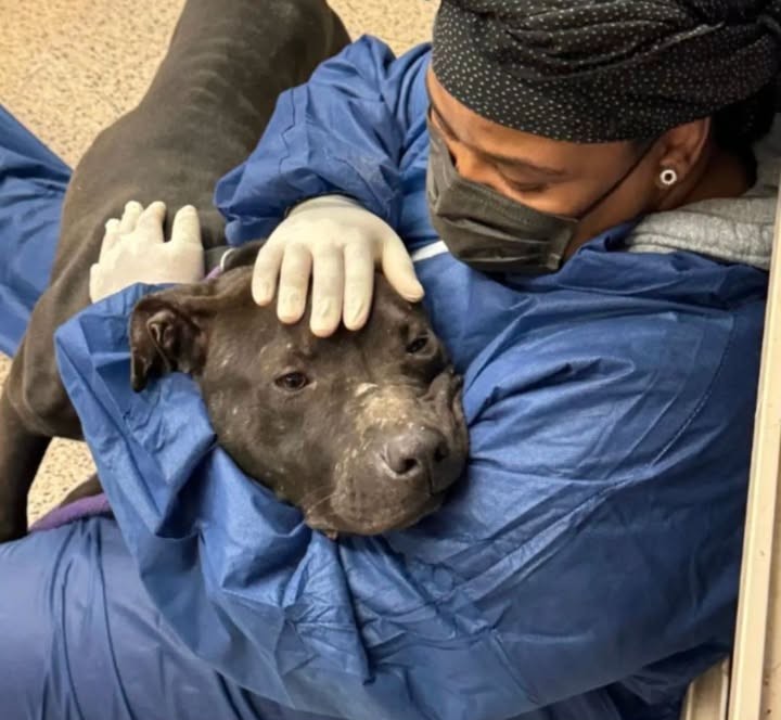 Pup With Painful Past Melts Hearts After Giving Rescuer The Sweetest Hug