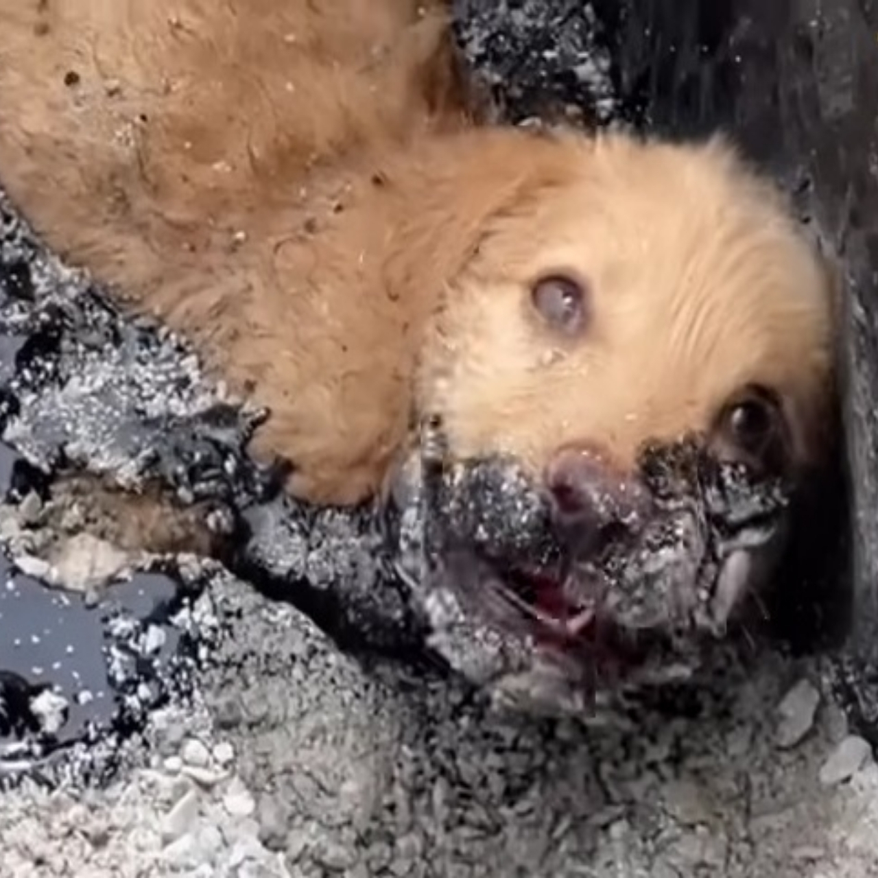 Stuck in Asphalt, Saved by Kindness: The Incredible Rescue of Trio the Puppy