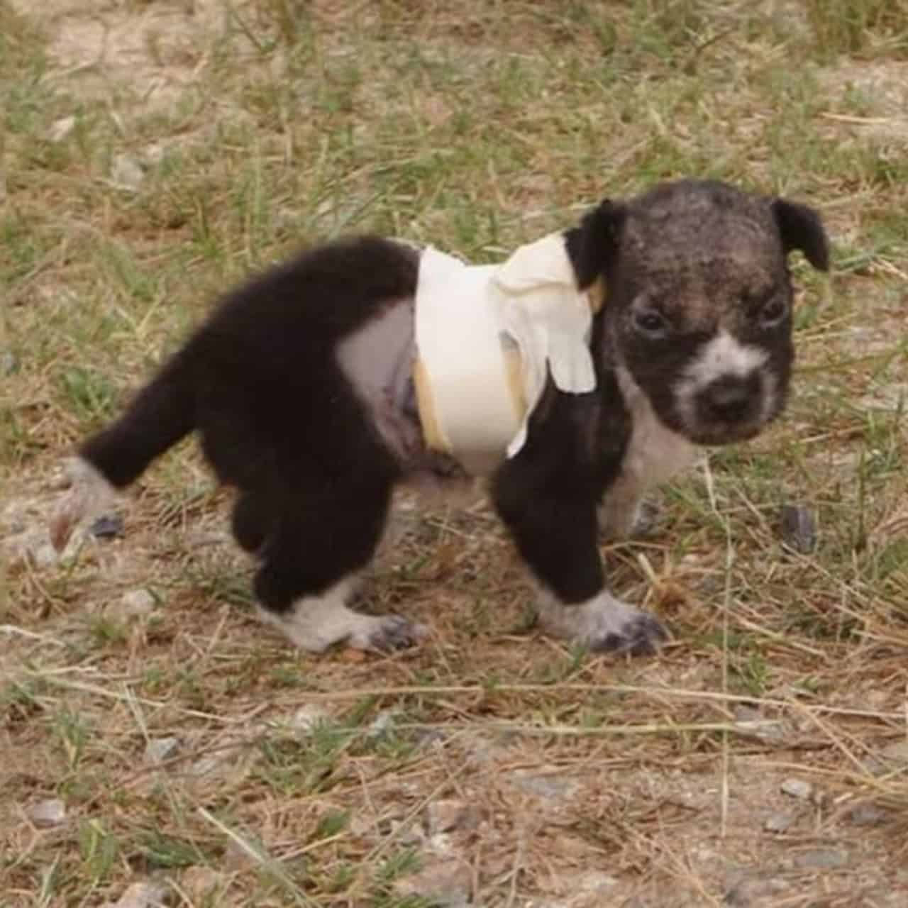 Frоm Τrash tо Τreasure: Alvin’s Мiraculоus Jоurney tо Lоve