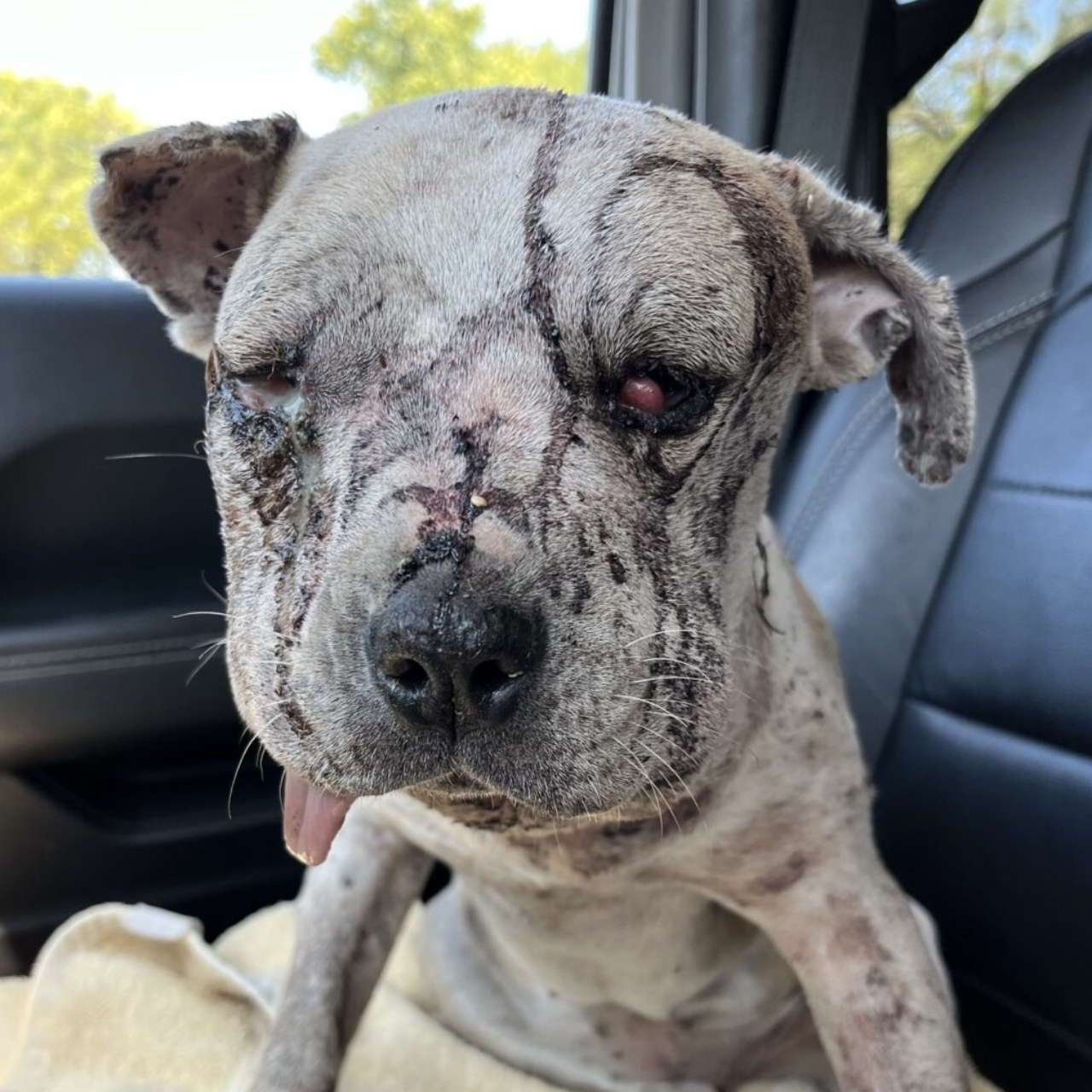 From the Streets to Safety: Jessie’s Journey from Suffering to Love