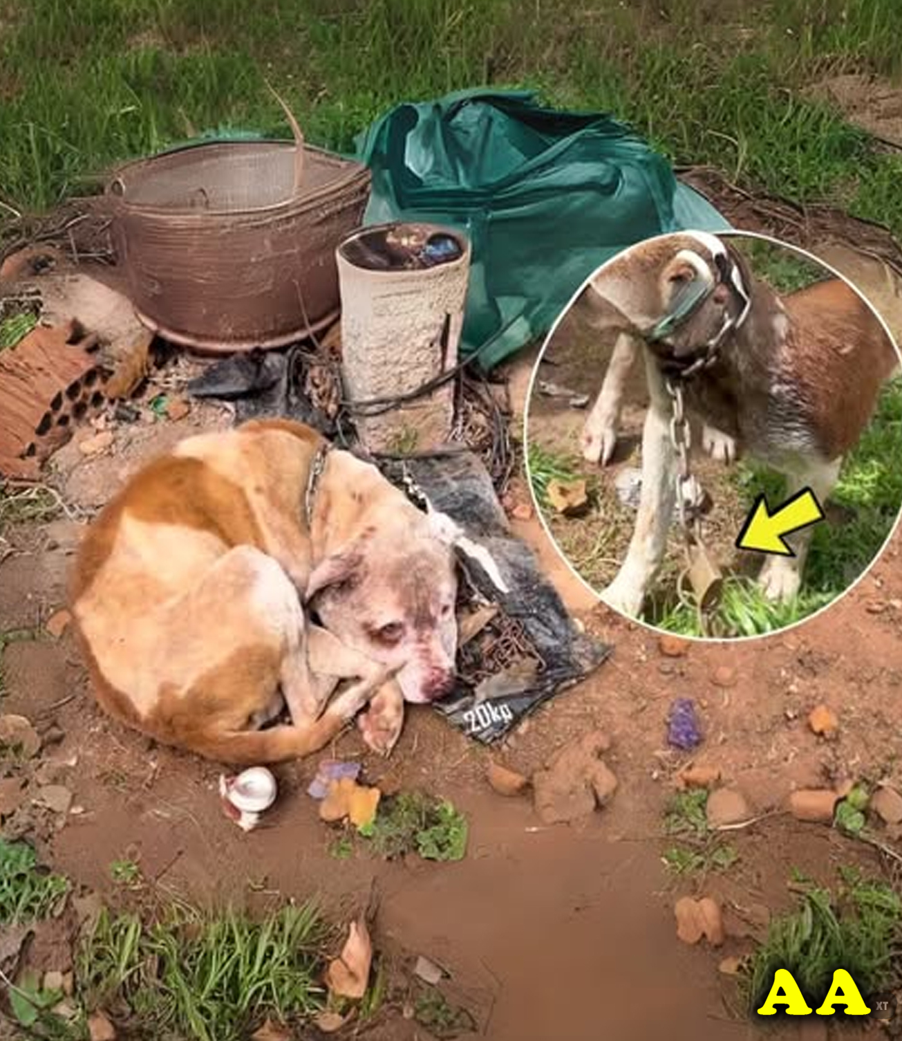 Chained and Helpless: Despite His Own Pain, He Begged to Save His Brother!