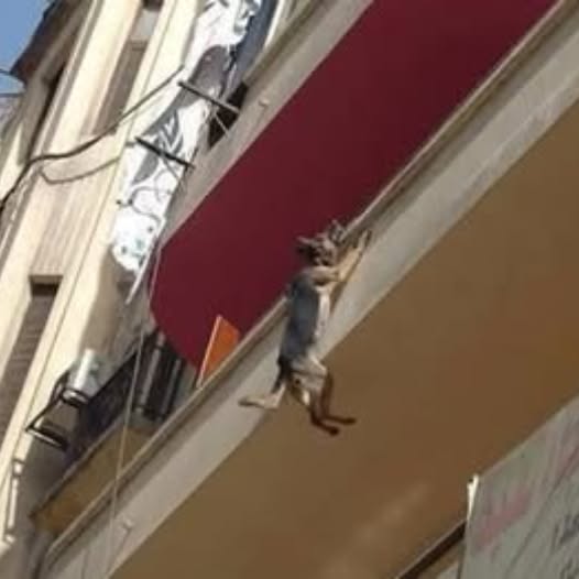 DOG CHAINED UP WITHOUT FOOD OR WATER TRIES TO JUMP OFF BALCONY IN AN ATTEMPT TO FREE HERSELF