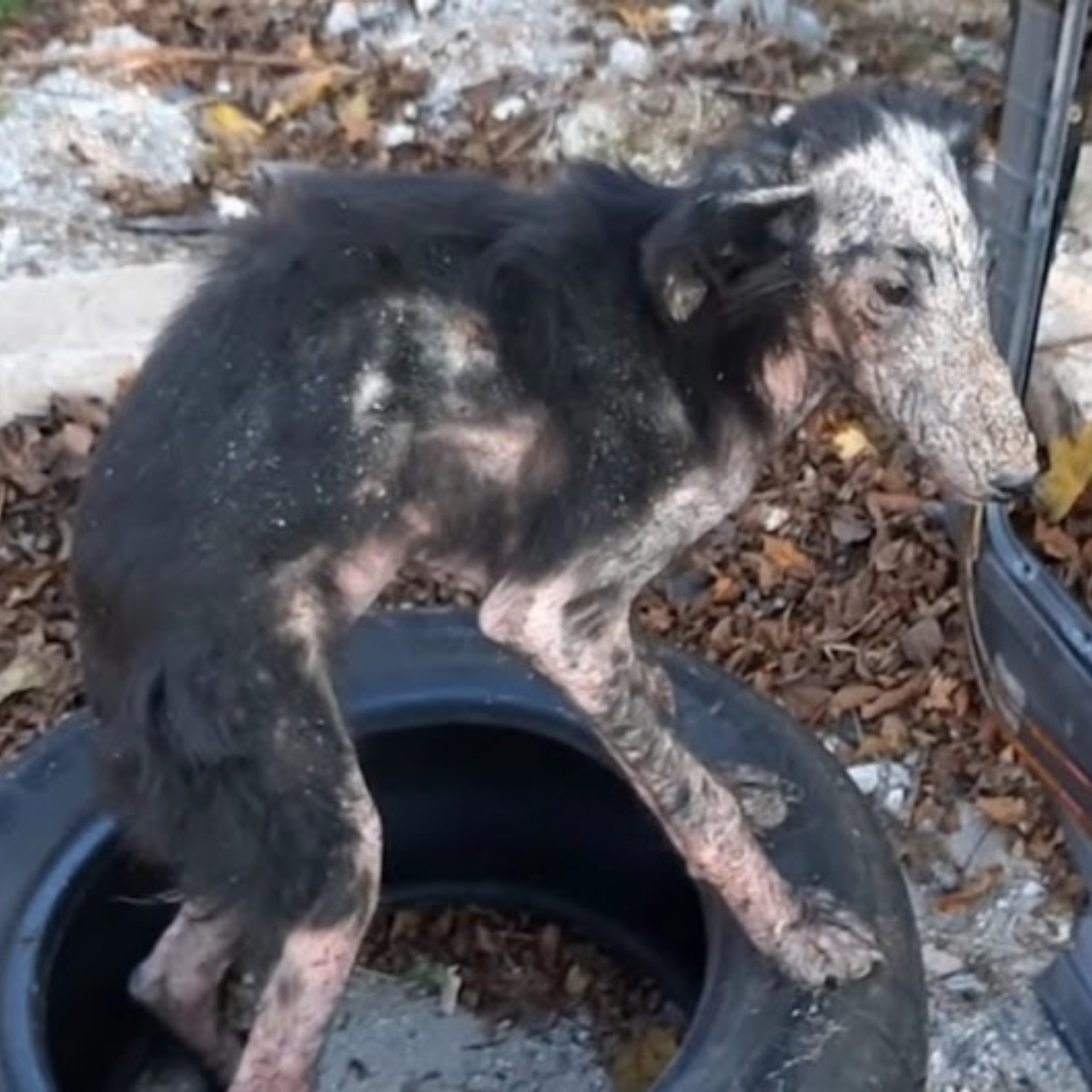 Stray Dog Neve’s Inspiring Journey: From Tire Refuge to Beloved Companion