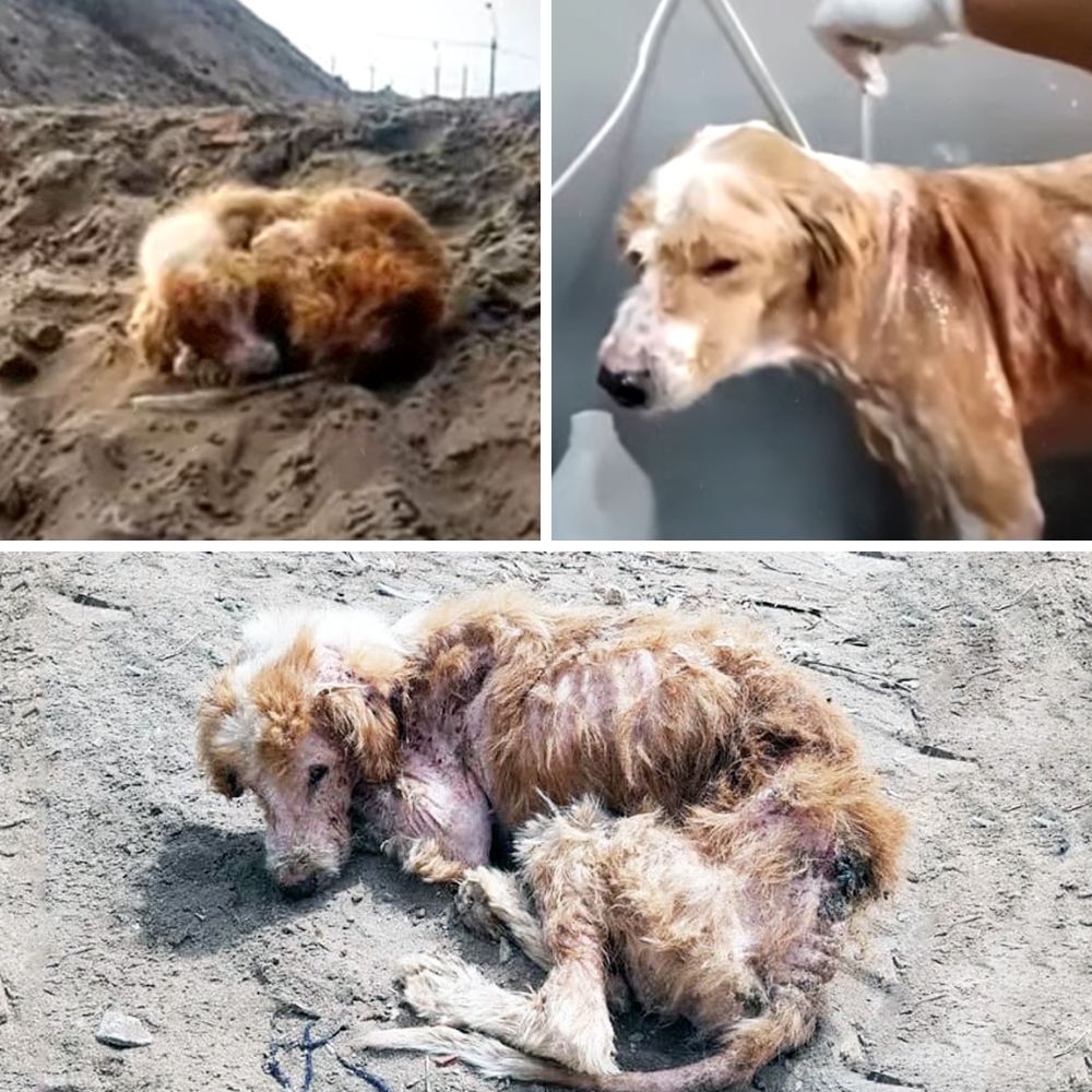 LEFT TO FREEZE AND DIE… The Baby Collapsed On The Cold Ground, Too Weak To Cry – What Happened Next Will SHOCK You! .A