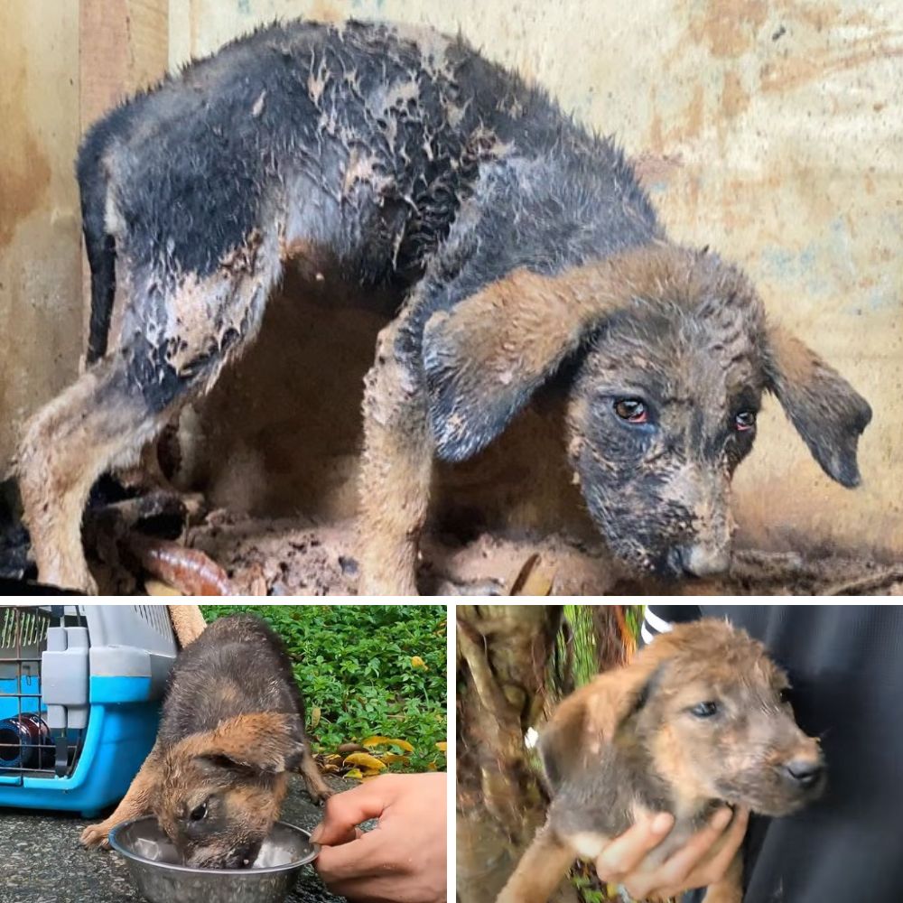 “From Shattered Beginnings to Shared Hope: A Puppy’s Story That United Hearts”.A