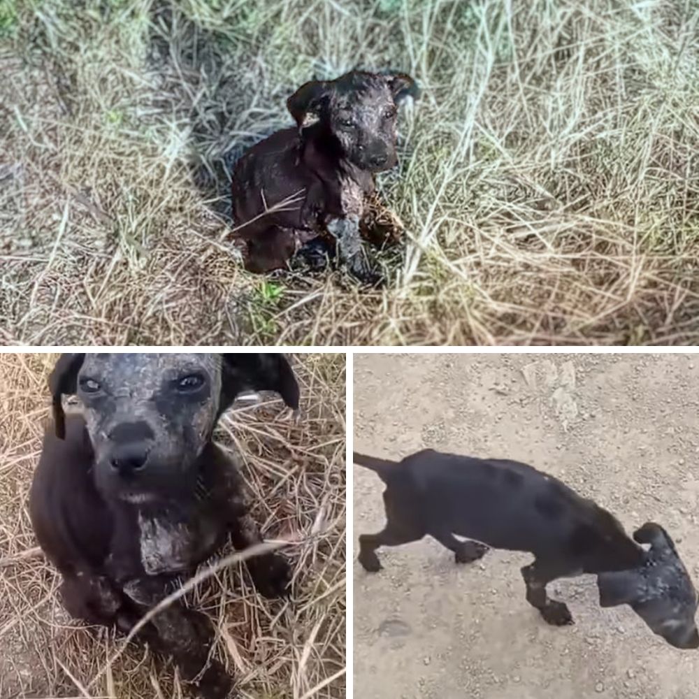 DUMPED AND LEFT TO DIE… But What Happened Next Will BREAK Your Heart and HEAL It Too | Amber’s Incredible Journey from Pain to Love!