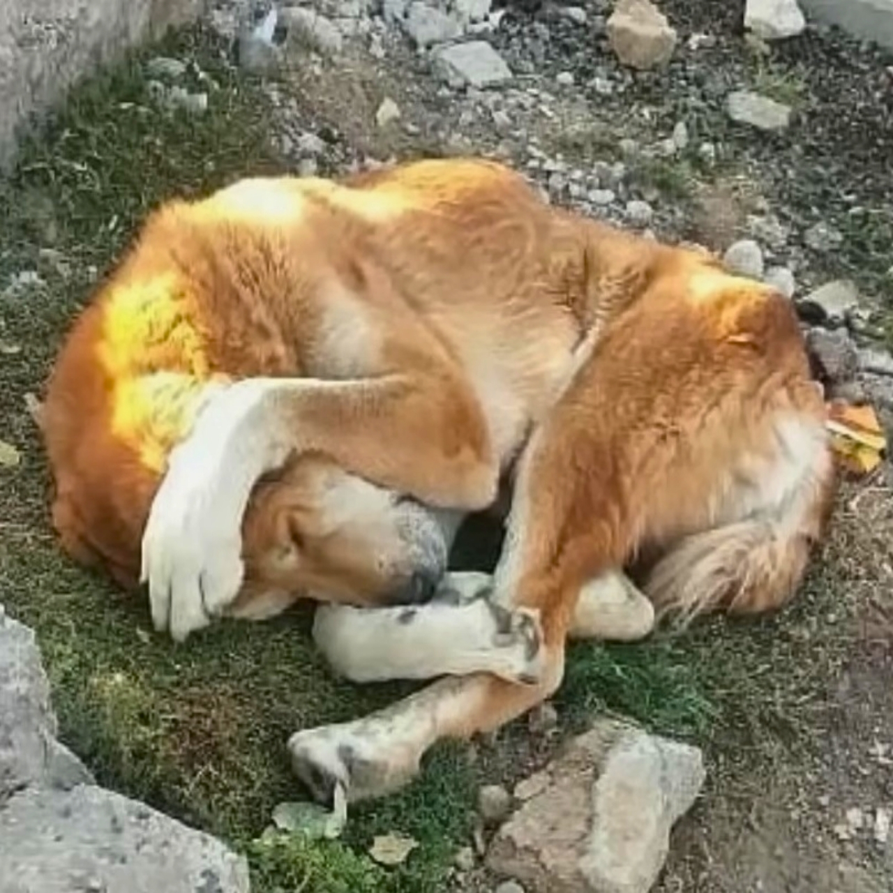 Abandoned Dog Finds New Joy and Health After Rescuers Step In